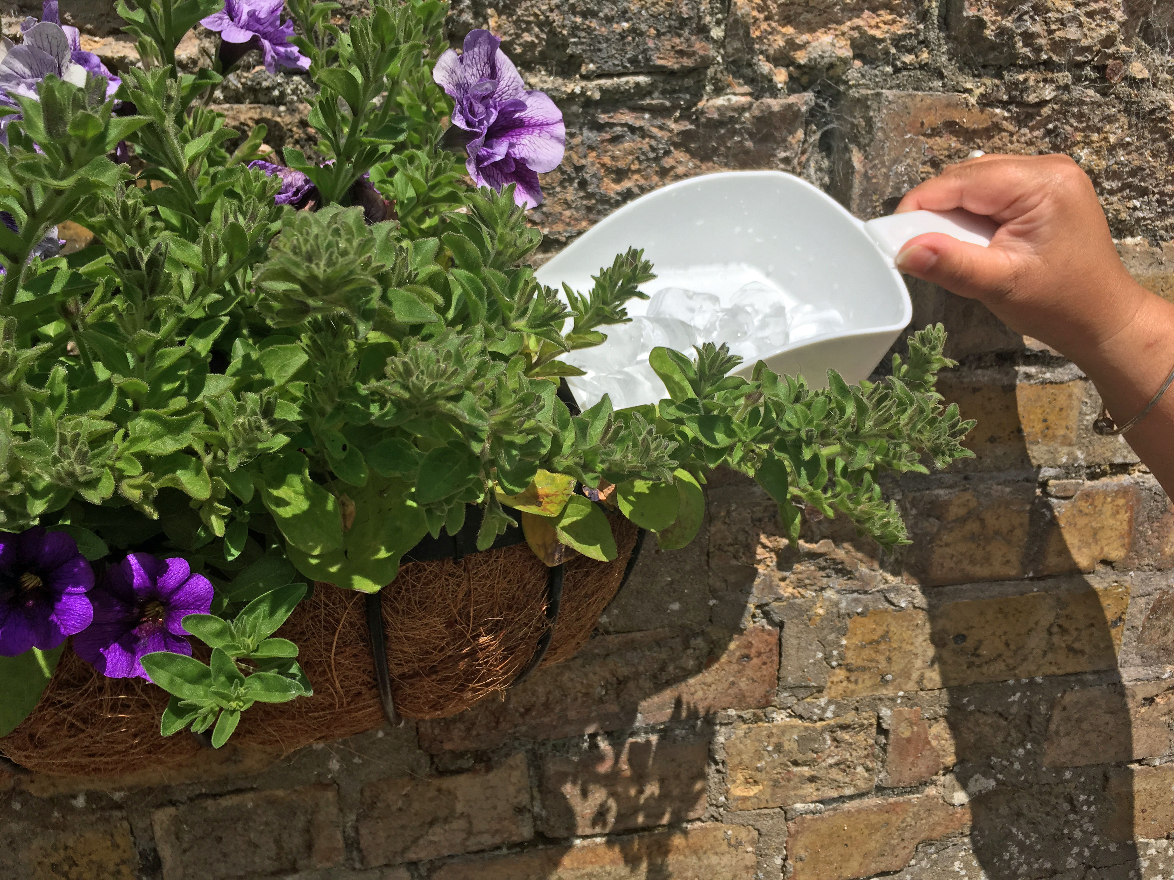 Greening the planet with leftover ice cubes