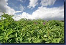 Potato field