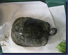 Red-Eared Terrapin